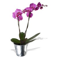 /album/vasos-flores-e-plantas/a1-product-g-2111-jpg/