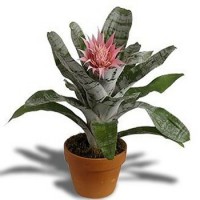 /album/vasos-flores-e-plantas/bromelia-jpg/